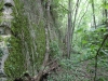 dpp_0011